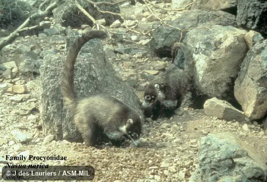 Side view.  Also as Coatimundi.