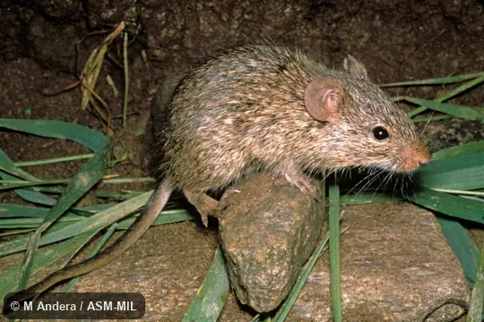 Standing on rock, side view.  Also as African Arvicanthis|Nile Grass Rat|Unstriped Grass Rat.