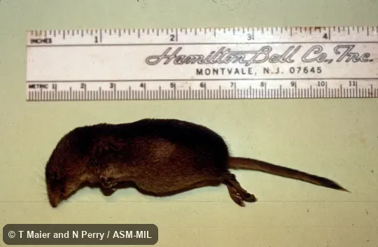 Young adult, prior to winter molt.  Formerly Soricomorpha.  Also as Black-backed Shrew|Saddle-back Shrew.