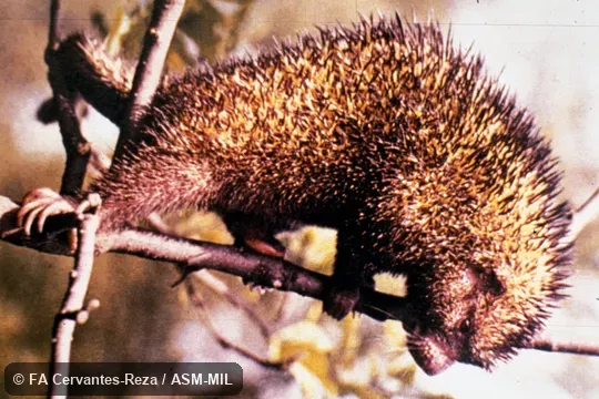 Full view, female adult.  Formerly as Sphiggurus mexicanus.  Also as Mexican Hairy Dwarf Porcupine|Mexican Porcupine|Mexican Tree Porcupine.