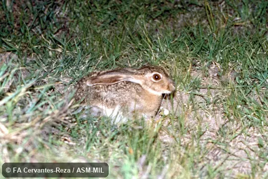 Adult male in field.  Also as Tehuantepec Hare|Tropical Hare.