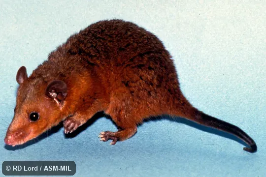 Captured in Venezuela, Bolívar state, Canaima National Park, Gran Sabana.  Also as Northern Red-sided Opossum|Red-legged Short-tailed Opossum|Guyanan Short-tailed Opossum.