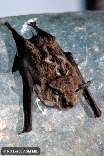 Female, dorsal view showing back stripes.  Also as Frosted White-lined Bat|Gray White-lined Bat.