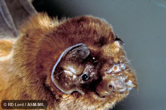 Close-up of head.  Also as Leaf-chinned Bat, Old-man Bat.
