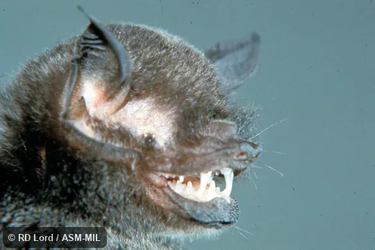 Close-up of head showing teeth.  Also as Allen’s Mustached Bat.  Formerly Pteronotus parnellii fuscus.