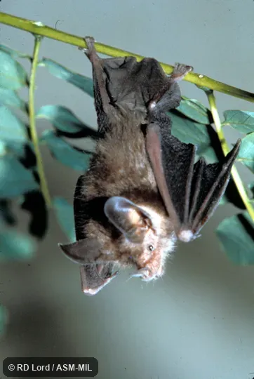 Roosting.  Also as Brazilian Big-eared Bat.