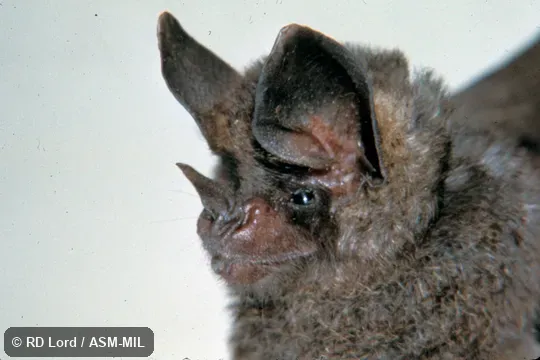 Close-up of face. Also as Brown Small-eared Bat|Little Graybeard Bat|Tricolored Bat. Close-up of face. Also as Brown Small-eared Bat|Little Graybeard Bat|Tricolored Bat.
