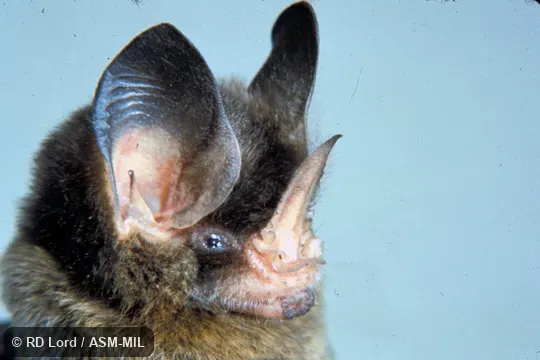 Female, close-up of face.  Formerly Mimon crenulatum or Gardnerycteris crenulatum.  Also as Striped Spear-nosed Bat.