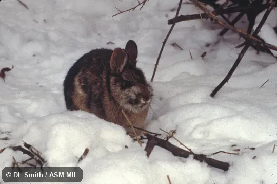 Winter pelage.  Also as Wood Rabbit.