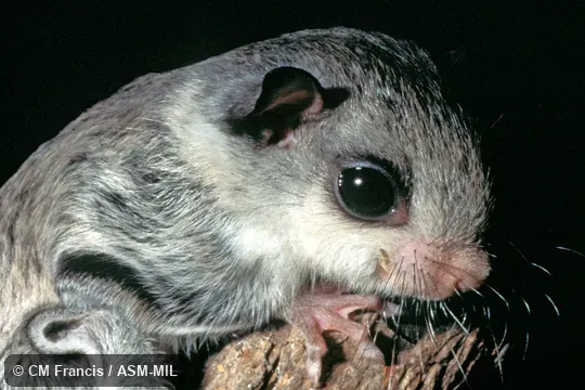 Juvenile, close-up, Field Cat. No. 970501.37.  ROM 110609.  Also as Phayre's Flying Squirrel.