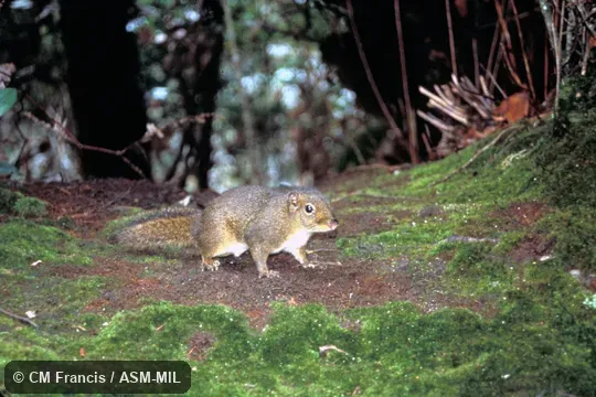 Oblique view on forest floor.  Formerly Dremomys everetti.