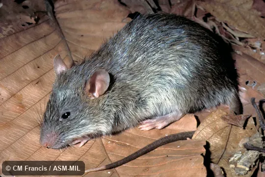 Side View, Field Cat. No. 970501.36