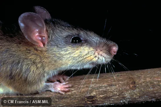 Close-up side view of head, Field Cat. No. 970517.103.  Also as Chestnut White-bellied Rat|Indochinese Niviventer|Indomalayan Niviventer.
