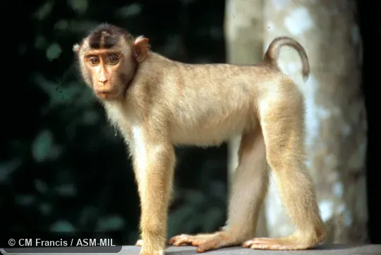 Wild, young.  Also as Pigtail Macaque|Pig-tailed Macaque|Sunda Pig-tailed Macaque|Sundaland Pig-tailed Macaque.