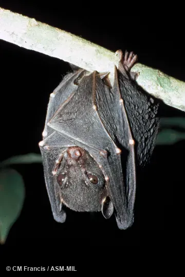 Front view, hanging.  Formerly Balionycteris maculata seimundi.  Also as Spotted-winged Fruit Bat.
