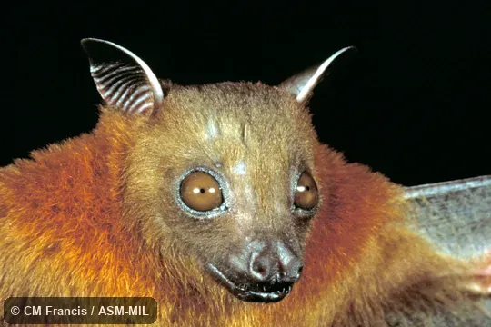 Close-up.  Also as Common Short-nosed Fruit Bat|Lesser Dog-faced Fruit Bat|Sunda Short-nosed Fruit Bat.