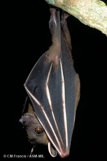 Hanging.  Cynopterus sphinx angulatus.  Also as Short-nosed Indian Fruit Bat|Sphinx Fruit Bat.