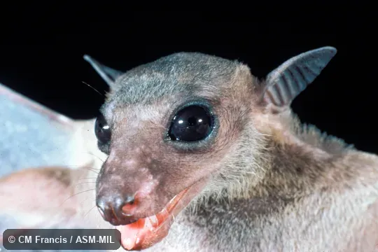 Close-up of face.  Eonycteris spelaea winnyae.  Also as Cave Nectar Bat|Common Dawn Bat|Common Nectar Bat|Dobson's Long-tongued Fruit Bat.