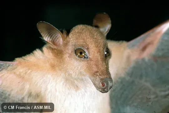 Close-up, wings open.  Also as Dagger-toothed Flower Bat|Dagger-toothed Long-nosed Fruit Bat|Dagger-toothed Long-tongued Blossom Bat|Lesser Long-nosed Fruit Bat|Lesser Long-tongued Fruit Bat|Lesser Long-tongued Nectar Bat|Northern Blossom Bat.