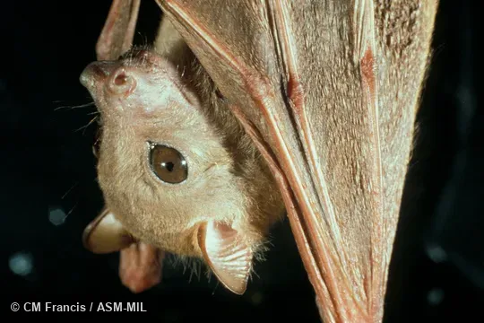Close-up, hanging.  Also as Sunda Tailless Fruit Bat|Temminck's Fruit Bat.