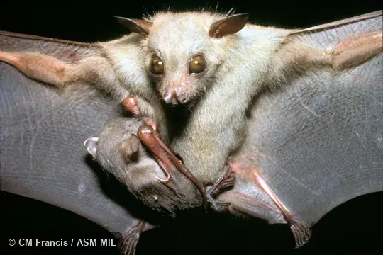 Female with young.  Also as Northern Tailless Fruit Bat|Ratanaworabhan's Fruit Bat.