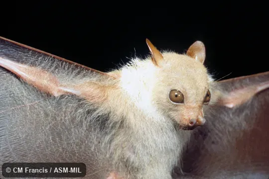 Adult male.  Formerly Megaerops wetmorei albicollis.