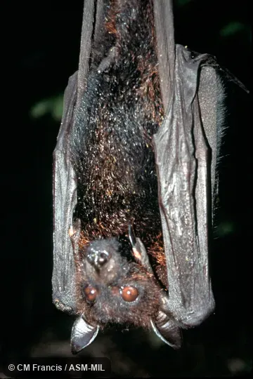 Hanging front view.  Also as Andersen's Flying Fox.