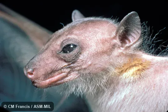 Close-up of head Close-up of head