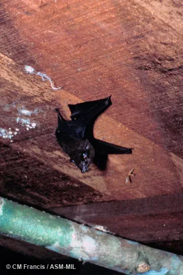 Wild - roosting under wooden table