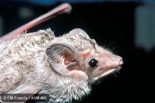 Side of head
