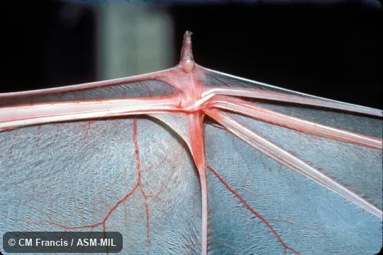 Close-up of wing pouch