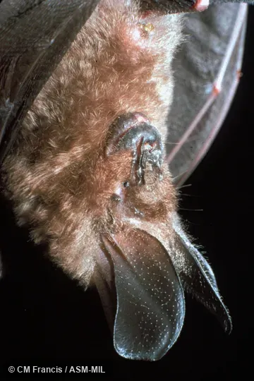 Close-up view of head.  Also as Malayan Hollow-faced Bat.