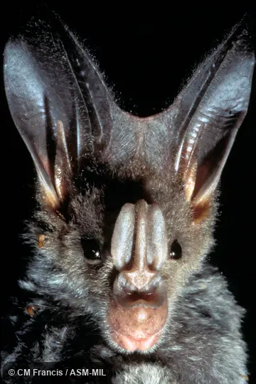 Close-up of face, Field Cat. No. 970520.23.  Formerly Lyroderma lyra sinense.  Formerly Megaderma lyra sinense.  Also as Greater False Vampire|Indian False-vampire.