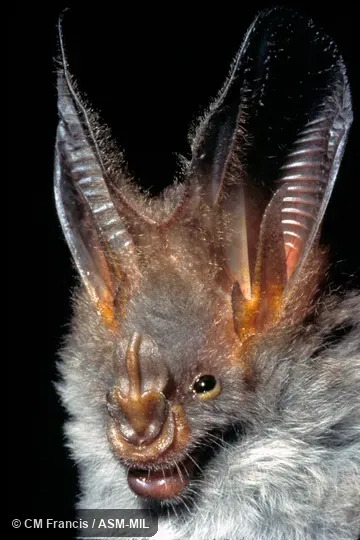 Close-up of head, Field Cat. No. 970501.14.  Megaderma spasma minus.  Also as Common Asian Ghost Bat, Lesser False Vampire, Malayan False-vampire.
