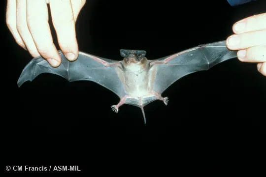 Ventral view of entire animal held by human.  Formerly Chaerephon plicatus.  Also as Wrinkle-lipped Bat.