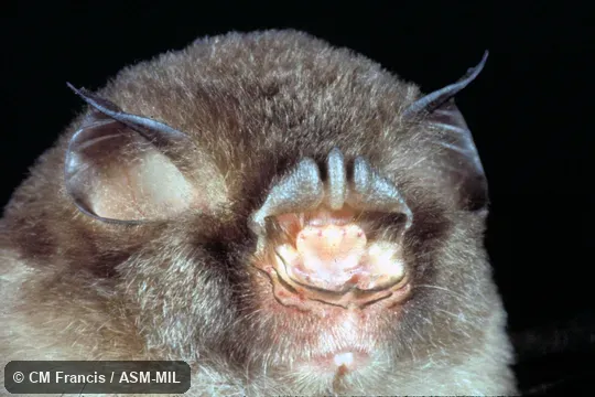 Close-up view of head.  Also as Stoliczka's Asian Trident Bat.