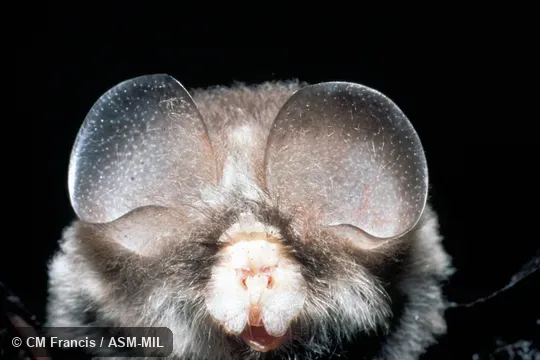 Close-up front view, Field Cat. No. 950128.2.  Coelops frithii inflatus. Also as East Asian Tailless Leaf-nosed Bat|Tailless Leaf-nosed Bat.