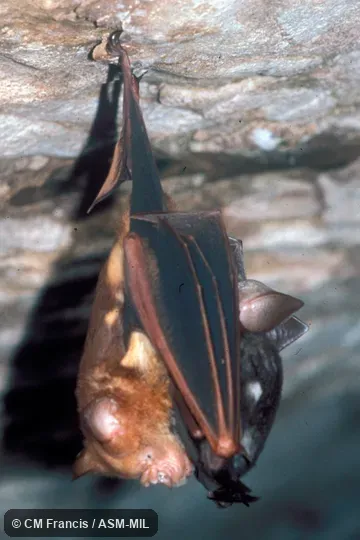 Hanging mother with offspring, side view, wings closed.  Also as Diadem Leaf-nosed Bat.