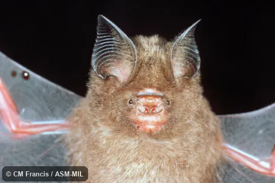 Close-up ventral view, wings extended. Also as Dayak Leaf-nosed Bat. Close-up ventral view, wings extended. Also as Dayak Leaf-nosed Bat.