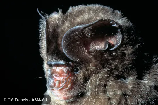 Close-up of head, Field Cat. No. 970501.13.  Hippodiseros galeritus galeritus.  Also as Cantor's Leaf-nosed Bat.