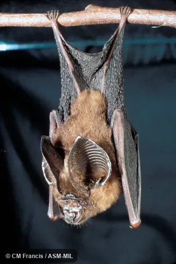 Hanging from branch, Field Cat. No. 860701.1.  Also as Singapore Roundleaf Horseshoe Bat · Ridley's Leaf-nosed Bat.