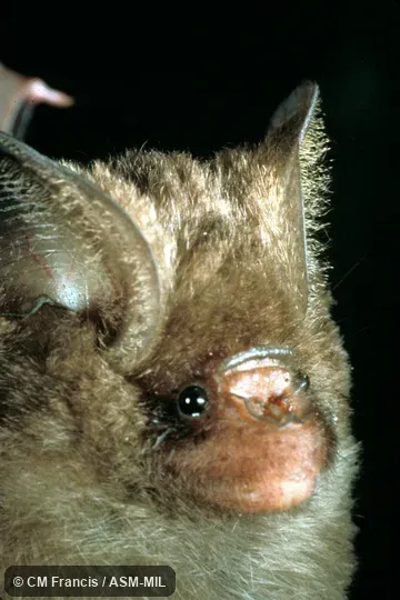 Close-up of face, Field Cat. No. 870811.1.  Also as Bornean Leaf-nosed Bat.