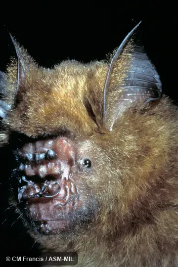 Hipposideros armiger armiger.  Close-up of face, Field Cat. No. 970508.1.  Also as Great Leaf-nosed Bat · Great Roundleaf Bat · Great Himalayan Leaf-nosed Bat.