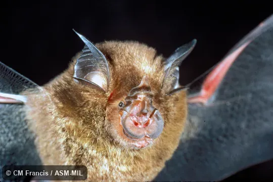 Close-up, wings extended, Field Cat. No. CMF126.  Rhinolophus borneensis borneensis.
