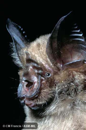 Close-up of face, Field Cat. No. 970426.18.  Formerly Rhinolophus borneensis chaseni, Bornean Horseshoe Bat.