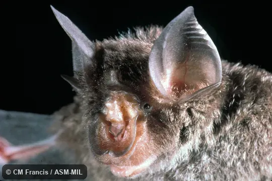 Close-up of head.  Rhinolophus refulgens refulgens.  Formerly Rhinolophus lepidus refulgens.