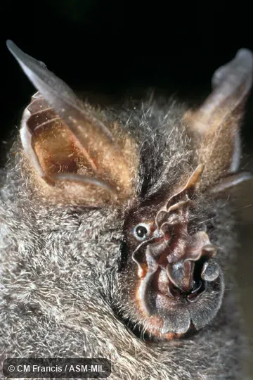 Rhinolophus perniger perniger.  Formerly Rhinolophus luctus perniger.  Close-up of head, Field Cat. No. 960409.15.  Also as Chinese Woolly Horseshoe Bat.