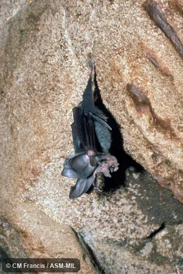 Wild; juvenile.  Also as Enormous-eared Horseshoe Bat.