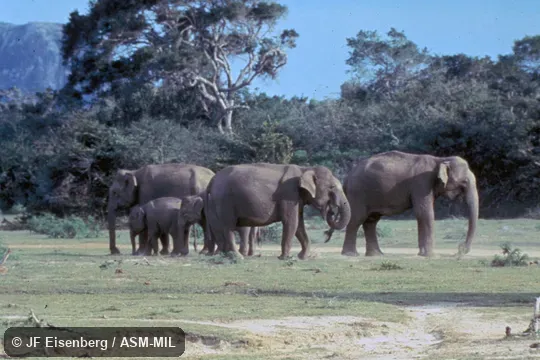 Elephas maximus maximus.  View of group, including young.
