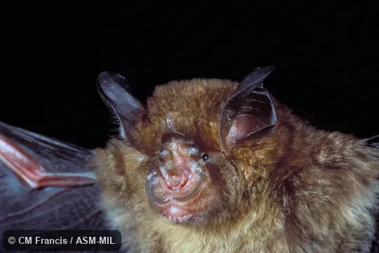 Close-up of head, wings extended, Field Cat. No. 980221.21.  Rhinolophus pusillus lakkhanae.